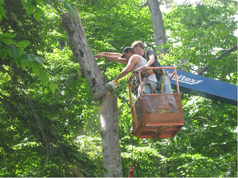 tree Removal